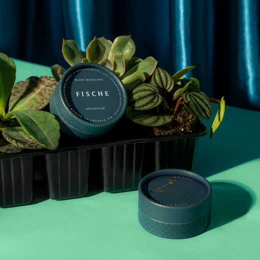 Astroplant Fische