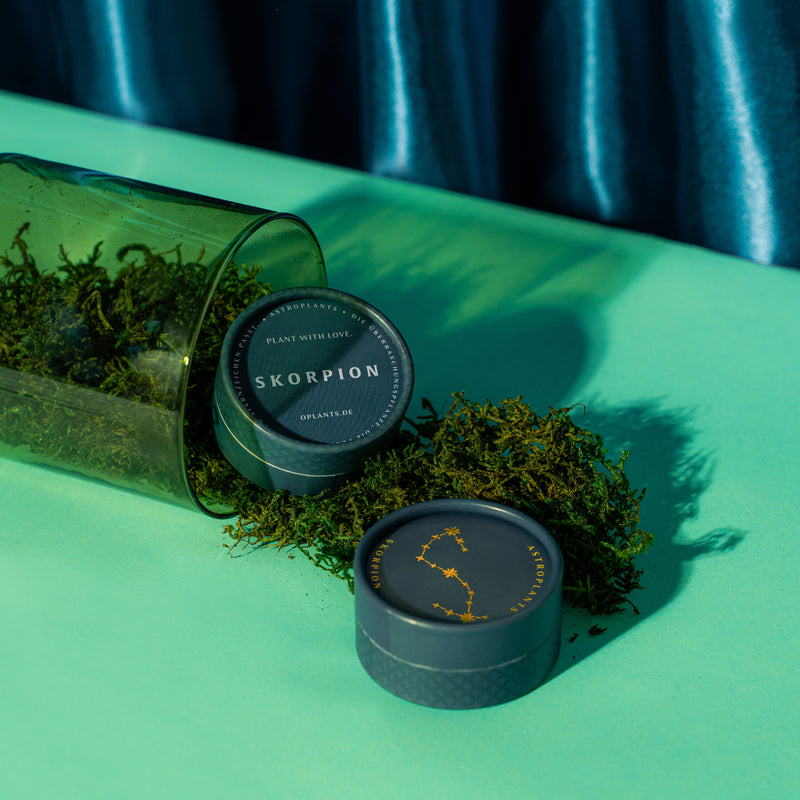 Skorpion Astroplant