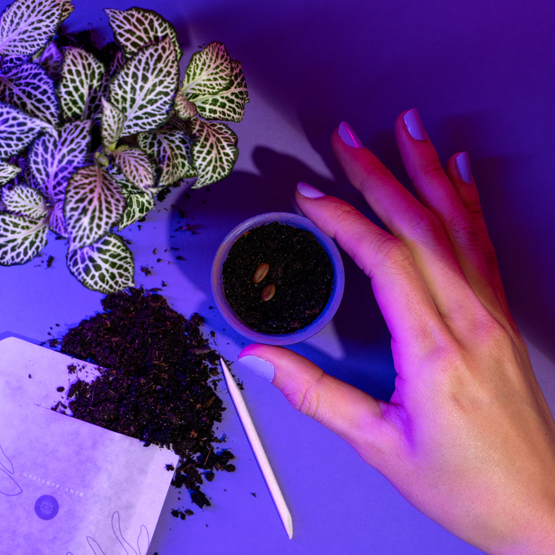 Mysteryplants Geschenkbox